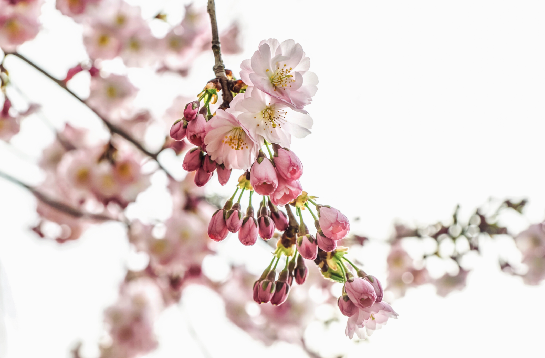 sakura tree