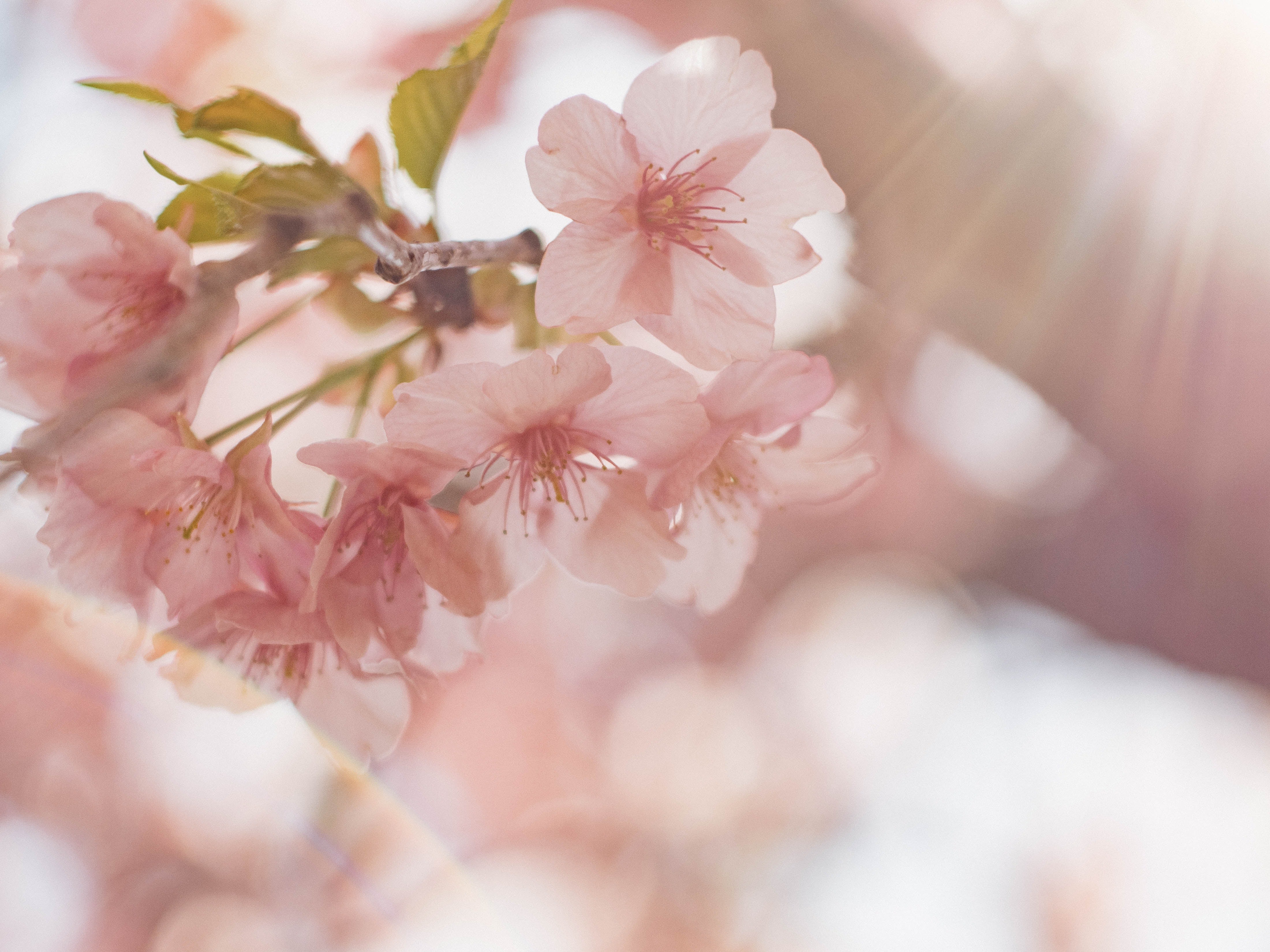 Why Japanese Culture Embraces Sakura Shikō Beauty Collective