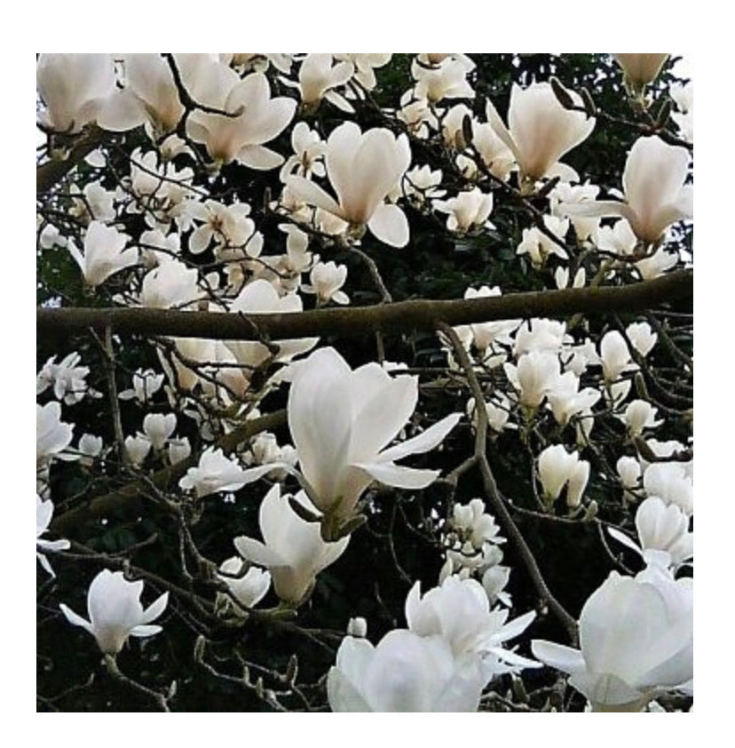 Fresh Magnolia blossom branches – The Gathering Garden