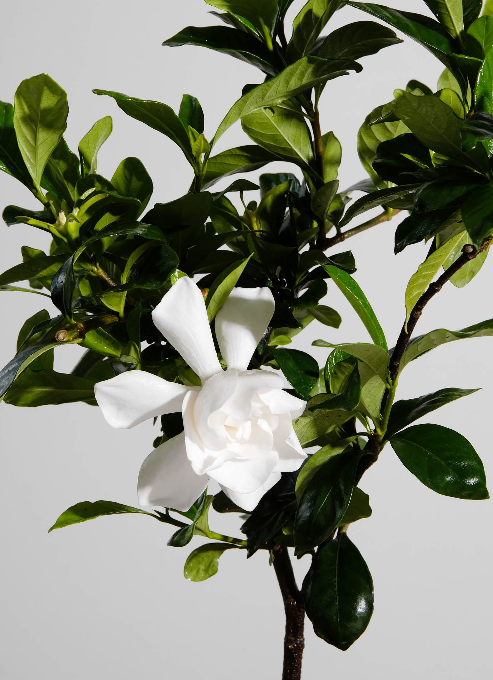 Gardenia