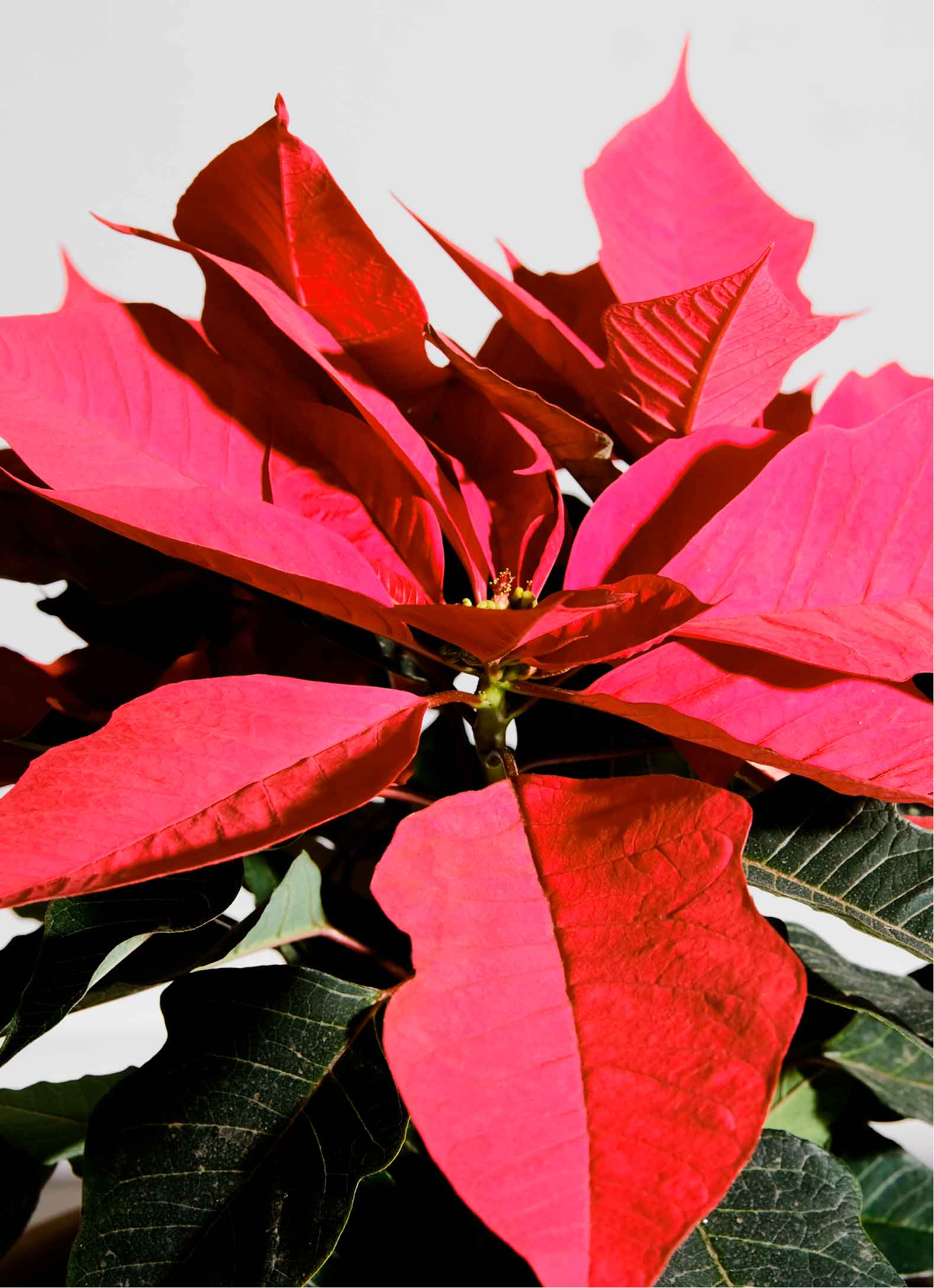 Flor De Noche Buena