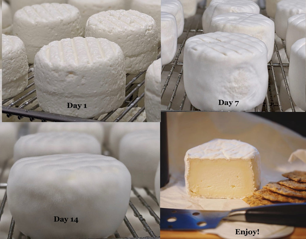 Cheesemaking stages with Ragged Point