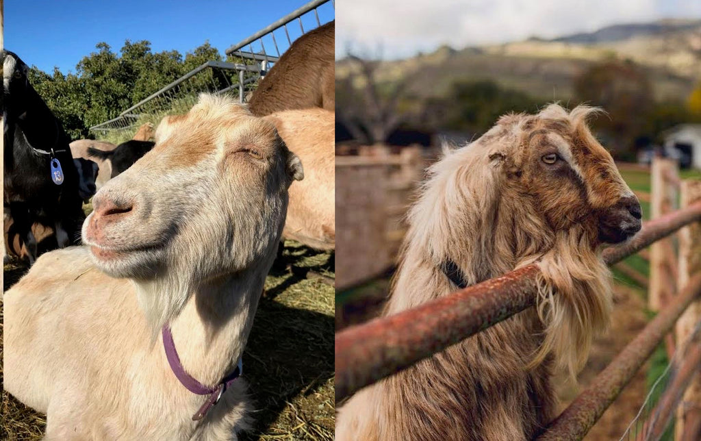 Mary Anne's goat parents