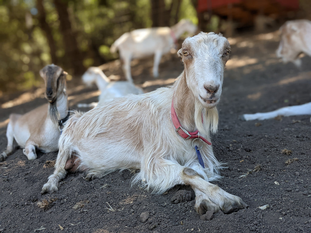 Mary Anne sitting in the pasture