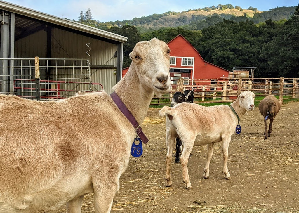 paprika and her daughter, curry