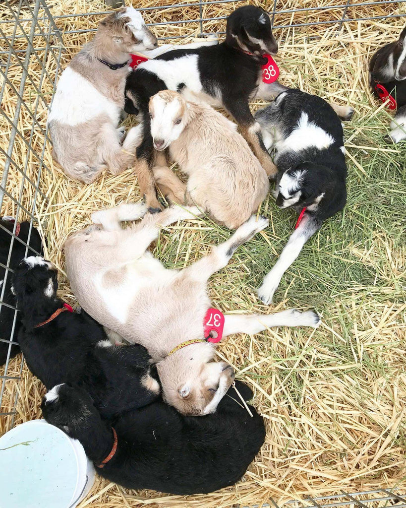 Baby goats napping