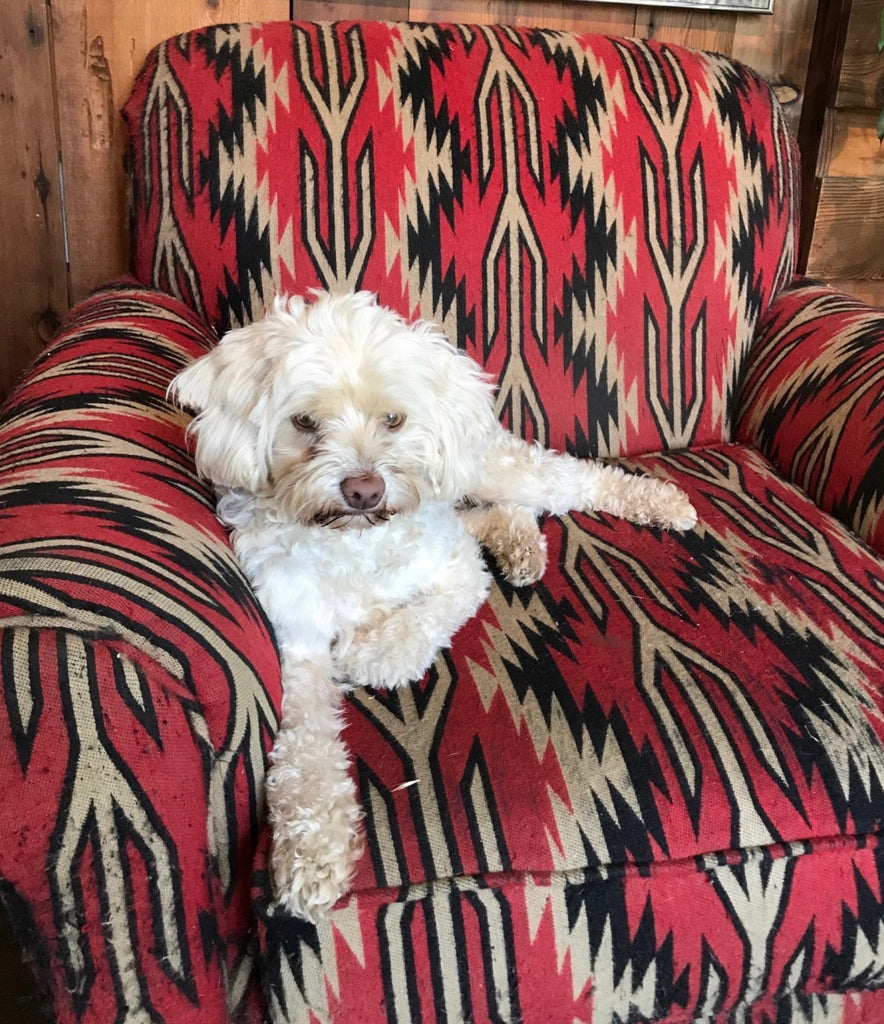 Lucy snuggled on chair