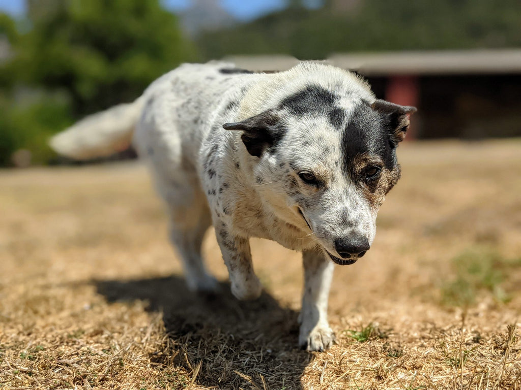 Dookie - Stepladder dog