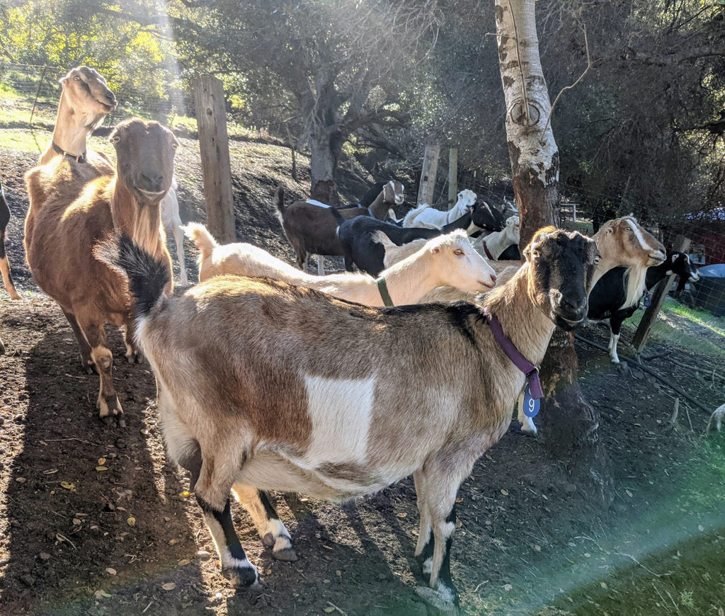 Almond and her goat family