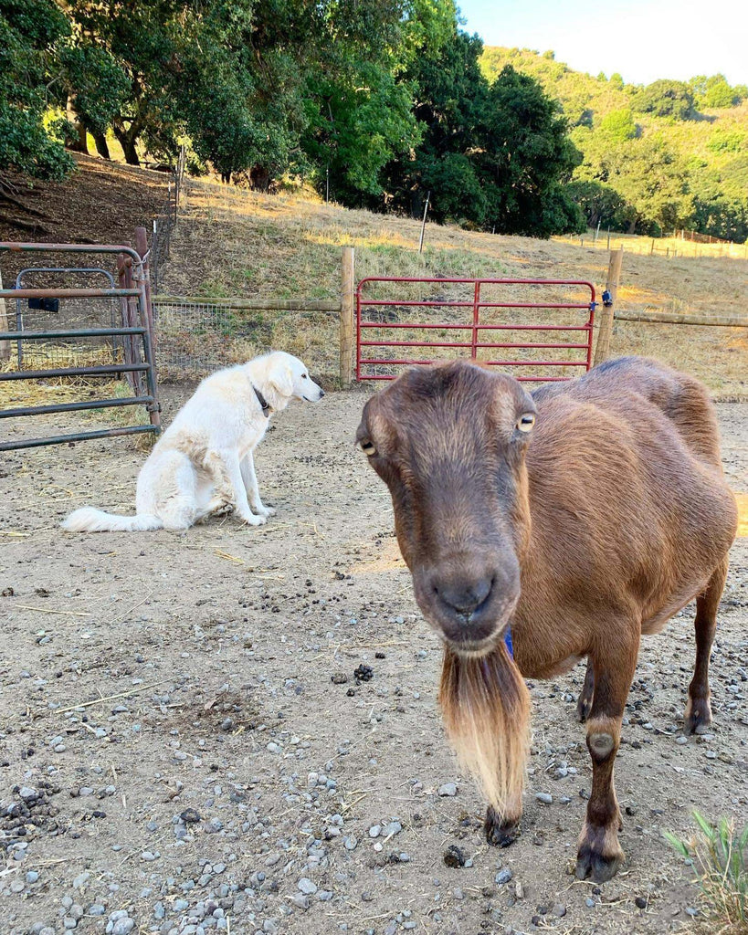 Almond the goat with Lily the herding dog