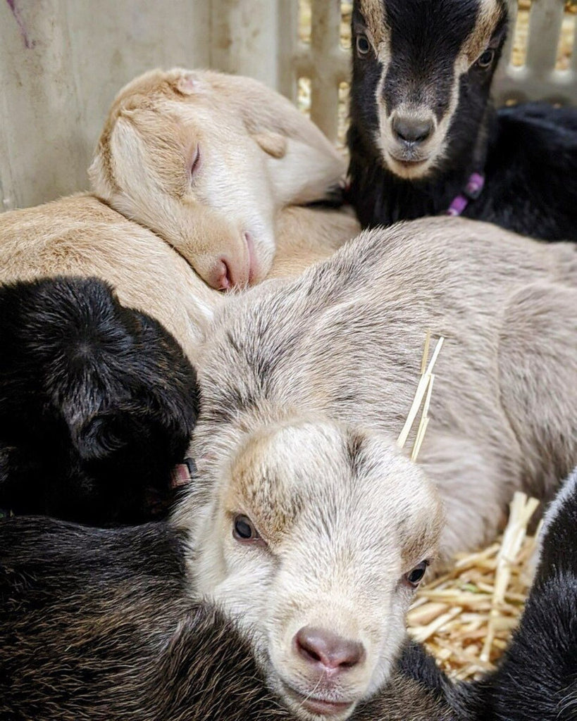 Baby goat pile