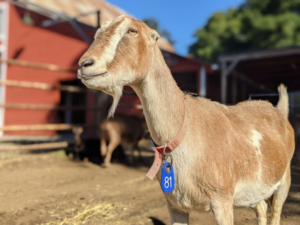 Bella - Sponsor a Goat