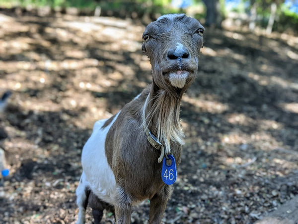 Betty Lou - Sponsor a Goat