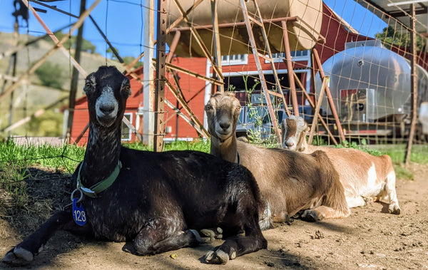 Carolina and her goat friend