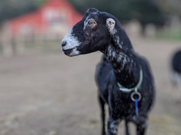 Become Carolina's goat sponsor