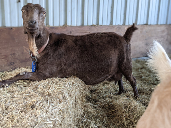 Dahlia lounging on hay in the barn