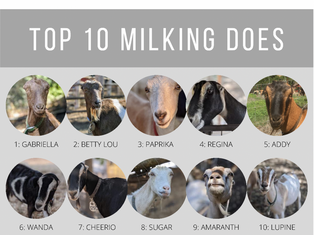 Top 10 milking goats