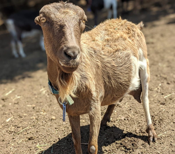 Gabby the goat