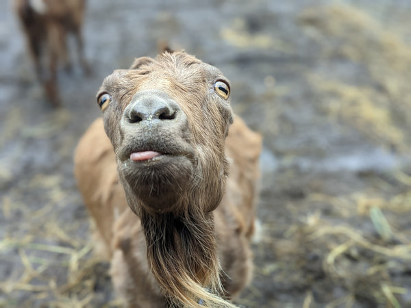 Gabby the goat sticking her tongue out at camera