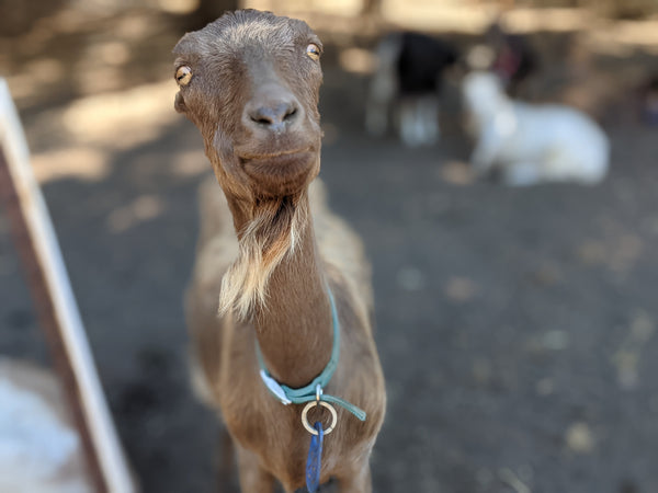 Gabby in the pasture