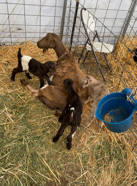 Gabby with her babies