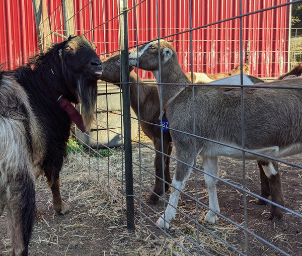 goat flirting through fence