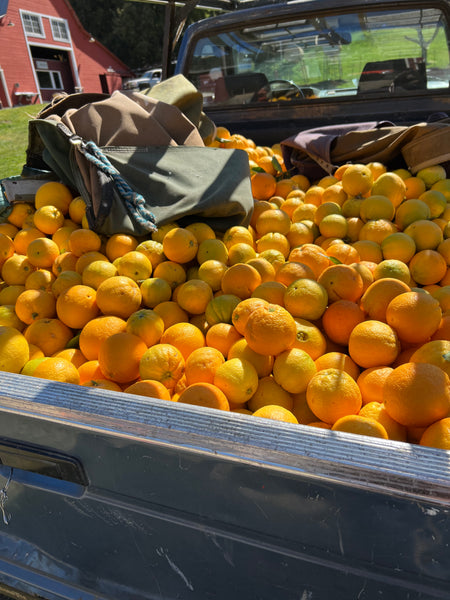 oranges in truck bed