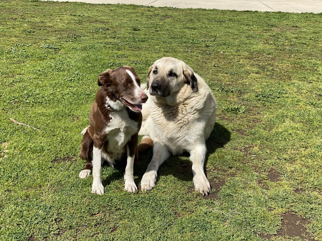 Frank and Gus - the best of friends