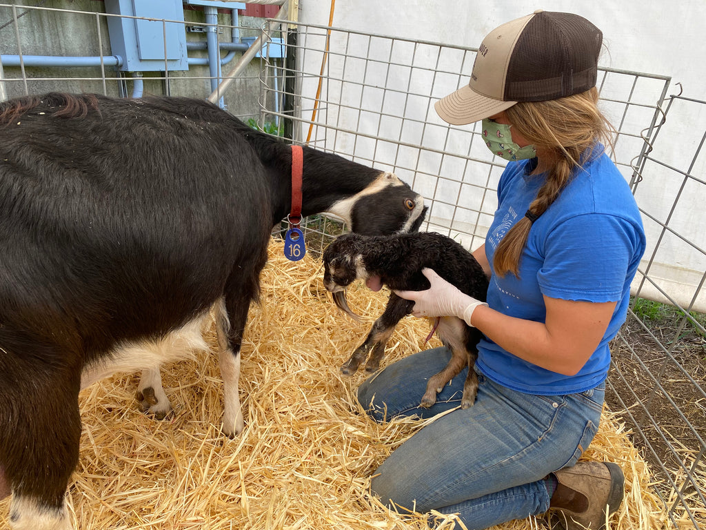 sophie helping goat birth