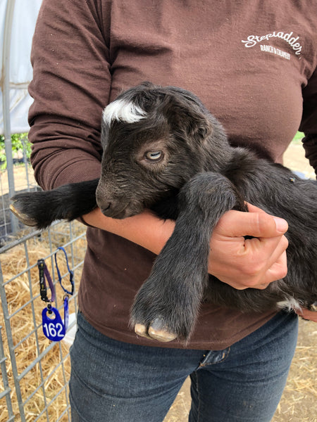 Whitney holding a baby goat