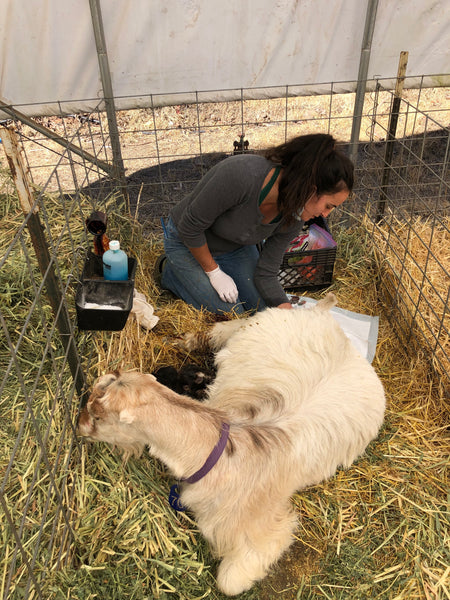 Michelle helping midwife a goat