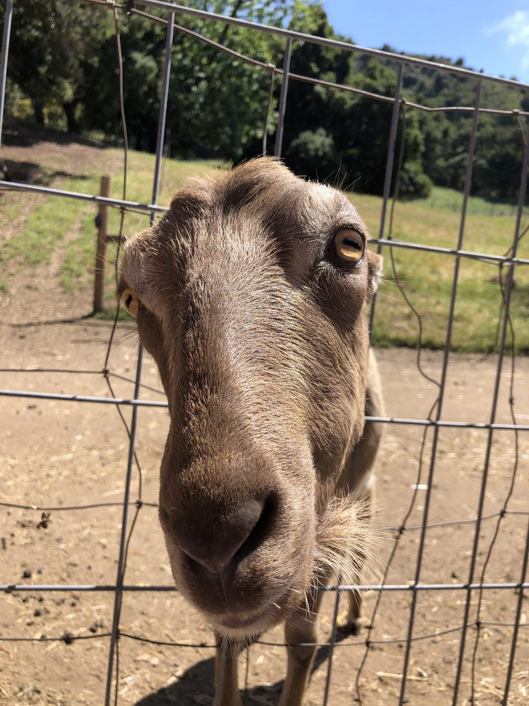 Curious goat peeking through fence