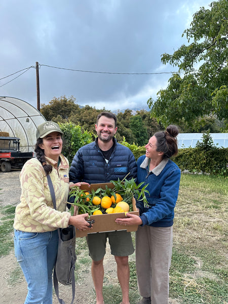 picking fruit