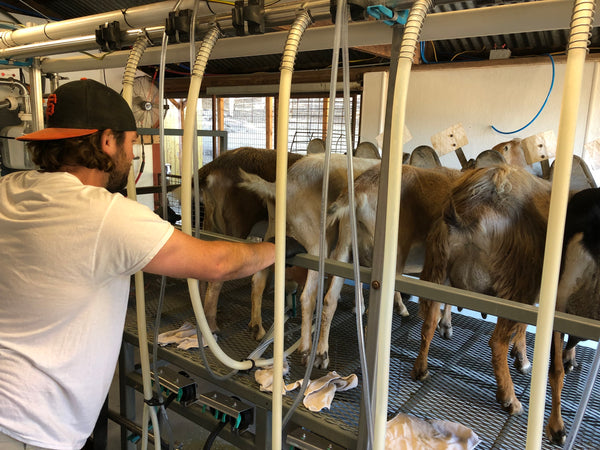 milking the goats