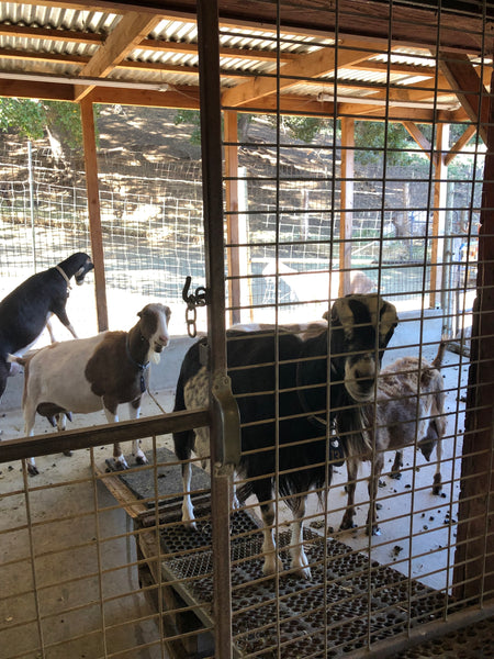 goats waiting