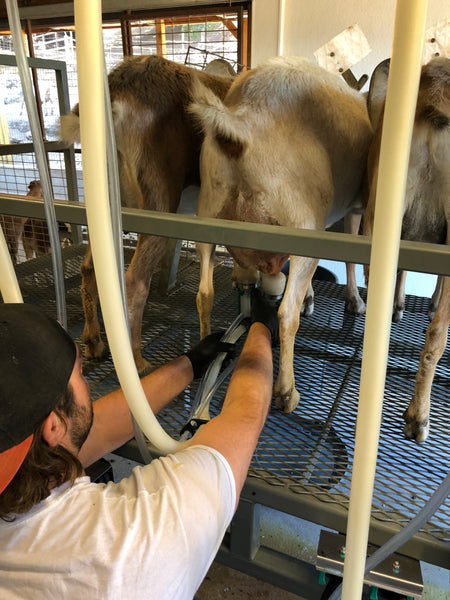 milking the goats