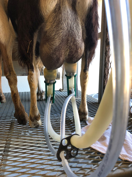 milking the goats