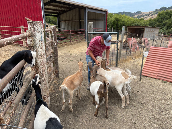 petting the teenager goats