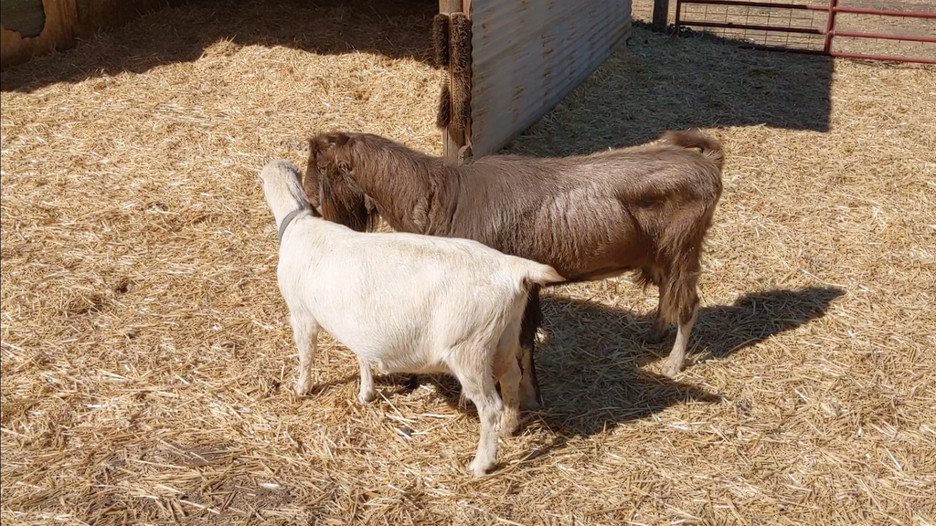 goat mating