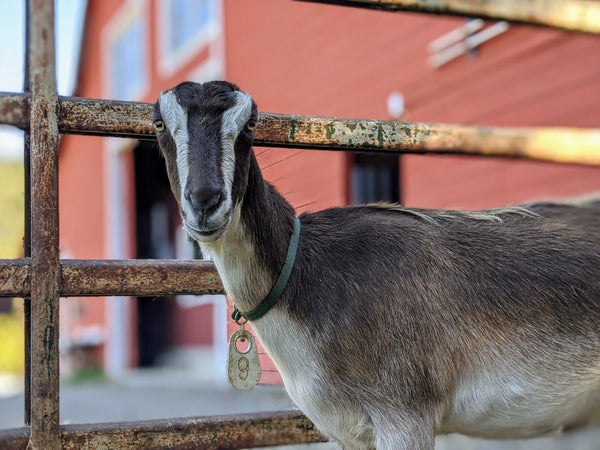 Orchid the goat