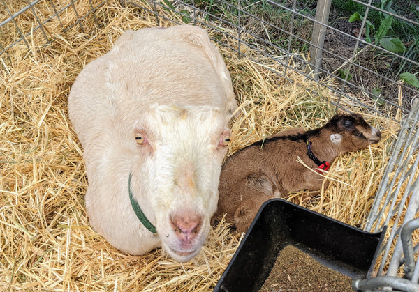 Turmeric and babies