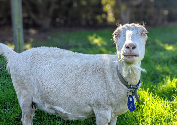 Turmeric the goat