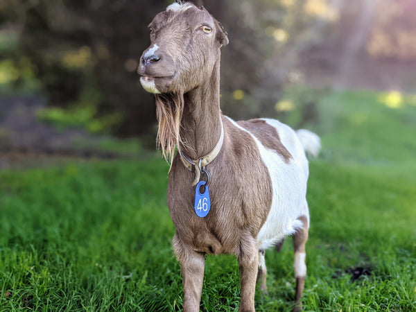 Betty Lou the goat