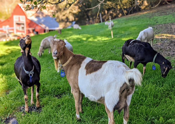 goats in pasture