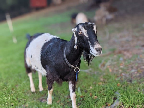 Kimchi the goat