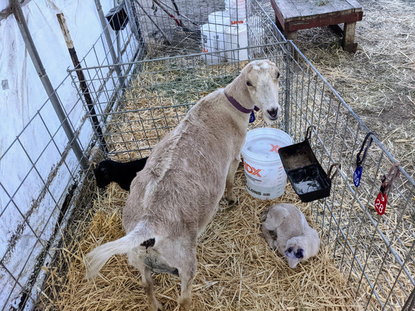 Paprika and babies