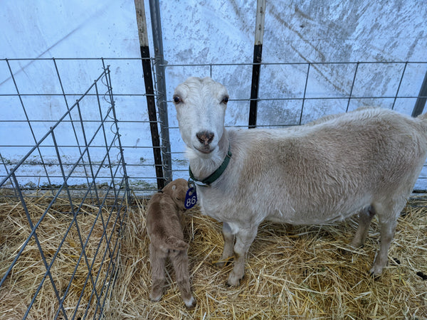 Curry and baby boy