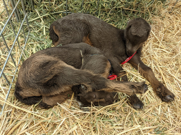 Lavender's babies napping