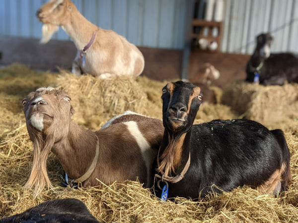 goats lounging in their pen