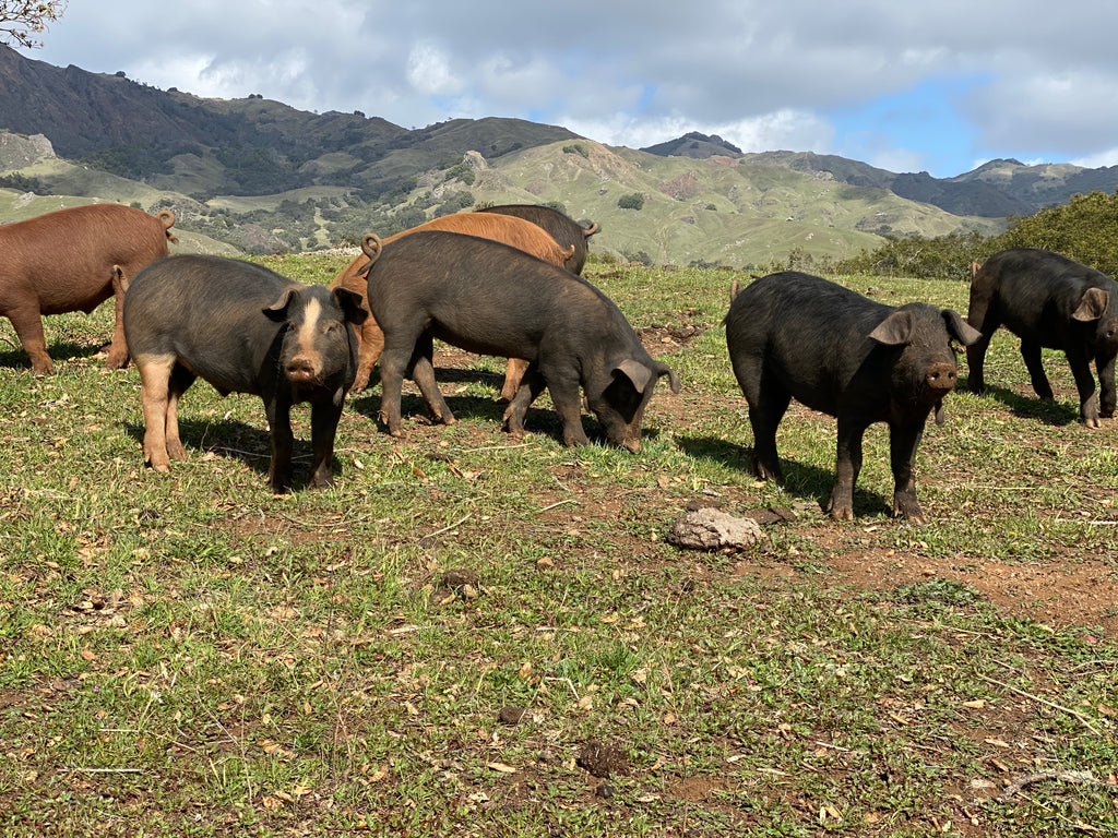 pigs on the farm